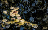 Cottonwood Floaters