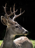 Mule Deer