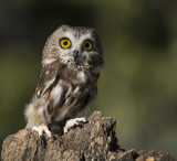 Western Saw-whet Owl