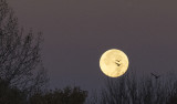 Two Crows and the Moon