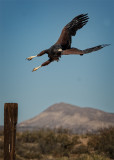 Harris Hawk, Bosque del Apache 