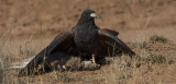 Harris Hawk, Bosque del Apache 