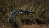 Aplomado Falcon
