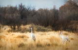 Sandhill Cranes