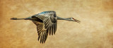 Morning Flight
