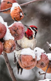 Yellow Bellied Sapsucker, Male