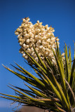 Healthy Joshua Tree Bllom