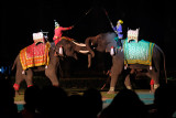 Elephants in Mock Battle