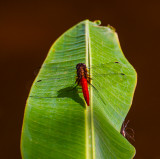 Dragon Fly on Banana Leaf