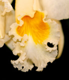 Orchid 019