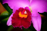 Orchid 043