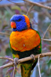 Lorikeet