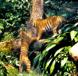 Tiger Greeting