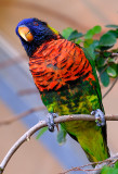 Ornate Lorikeet