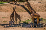 Giraffe Gathering