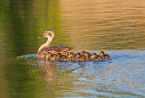 Leading Her Ducklings