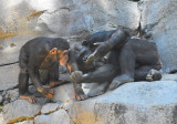 Chimpanzees