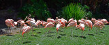 Flamingo Cluster
