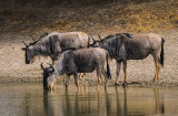 Wildebeest Drinking