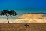 Kenya-Tanzania Safari