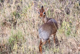 Dik-Dik Antelope