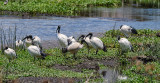 A Flock of African Sacred Ibis