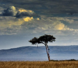 Kenyan Landscape