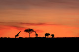 African Silhouettes