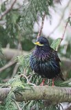 starling 