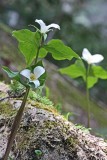 11 trillium