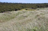 19 behind the dunes, a shore pine forest