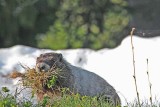 14 marmot