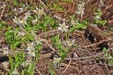 21 avalanche lilies