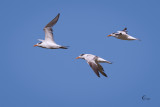 Royal Terns-3872.jpg