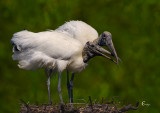 Wood Storks-7455.jpg