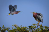 Green Herons-5427.jpg