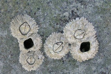 Barnacles- Sears Island b 6-17-11-pf.jpg