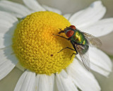 .Fly on Daisy Bangor7-14-12edpf.jpg