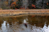 Kelley - Pool Sears Island 11-3-15-npl.jpg