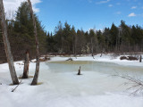 Beaver Pond Sunkhaze 3-2-17.jpg