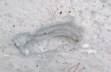 Footprint Sunkhaze 3-2-17.jpg