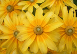 Rudbeckia 8-1-05-pf.jpg