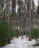Red Trail  DeMeritt Forest 3-9-17.jpg