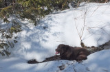 Kelley - Trail Along Kenduskeag 3-16-17.jpg
