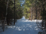 Trail DeMeritt Forest  3-23-17.jpg