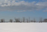 Along Snowmobile Trail 1-21-10-ed-pf.jpg