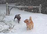 Kelley and Bailey- Little Long Pond b 2-6-13-ed-pf.jpg