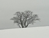 Tree  Little River Trail 1-8-11-pf.jpg