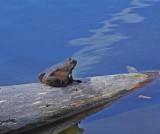 Frog - Lake Wood 6-11-10-pf.jpg