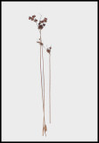 Weeds - Little Long Pond 2-19-13-ed-pf.jpg